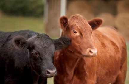 Angus cows