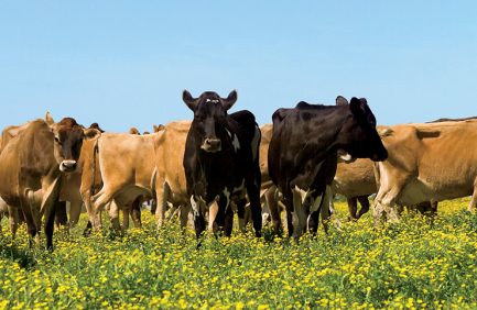 Visit an Illinois Farm