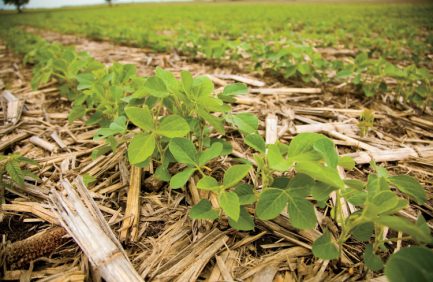 Louisiana Soybeans
