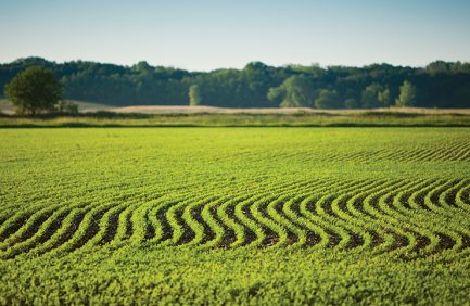 Missouri Soybeans