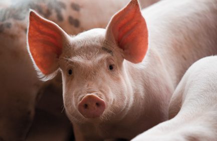 Oklahoma Pork