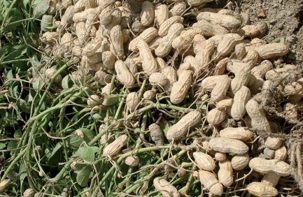 Peanuts