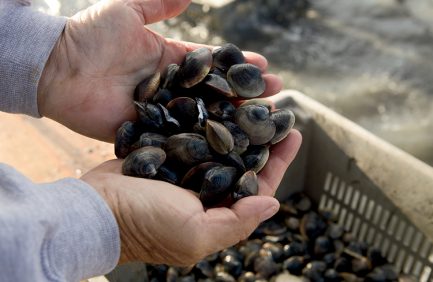 Virginia Aquaculture- Ballard Fish and Oyster Company