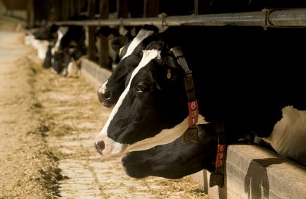 Virginia dairy technology