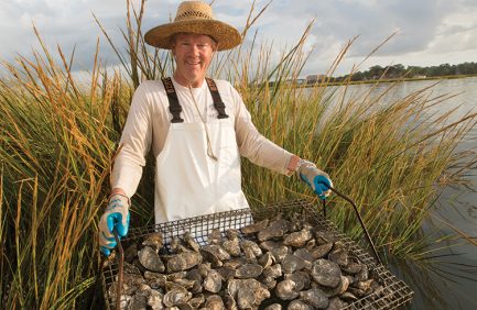 virginia oysters