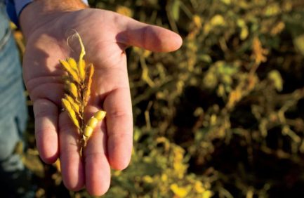NE Soybeans