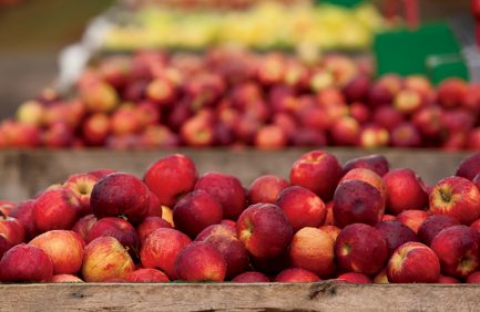 Carter Mountain Orchard, Apples, Hayride