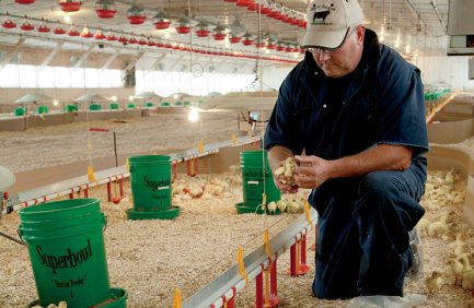 Virginia Poultry