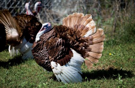 turkey farming