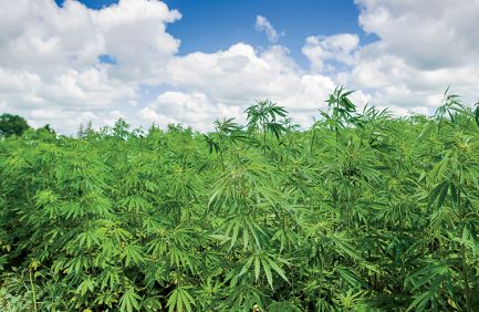 Industrial hemp can now be legally grown in Kentucky.