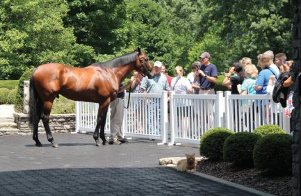 kentucky equine