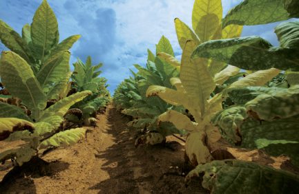 Tobacco plants at Downs Farms in Lebanon, KY.