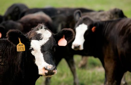 Kentucky Beef Industry