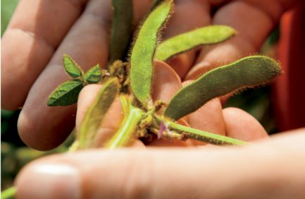 Kentucky Soybeans