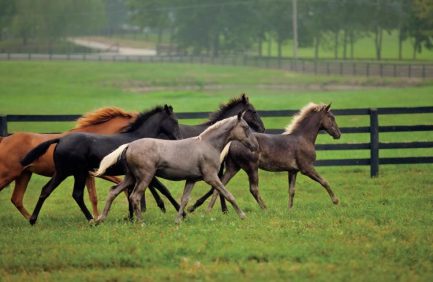 Kentucky Equine Industry