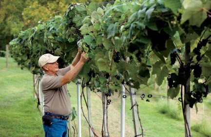Kentucky's Wineries