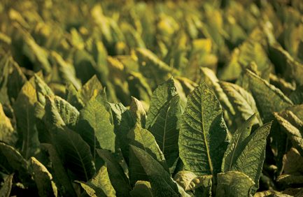 Tobacco