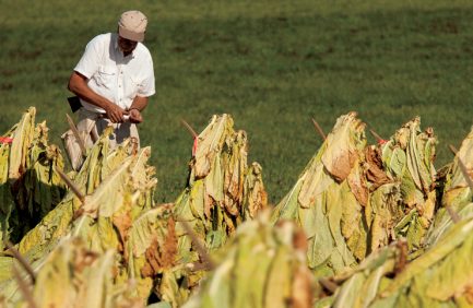 Kentucky Tobacco