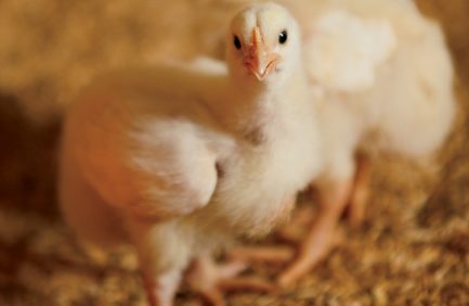 Broilers