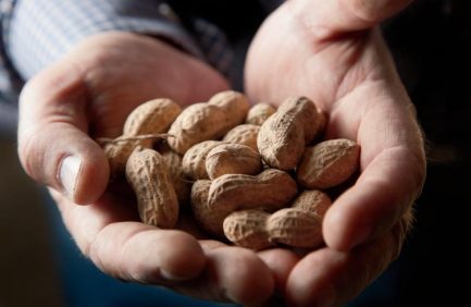 South Carolina Peanuts