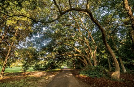 Bigelow tea plantation in Charleston.