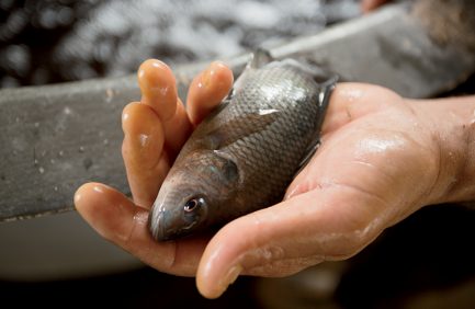South Carolina Aquaculture, Southland Fisheries
