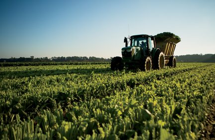 Field of greens in South Carolina