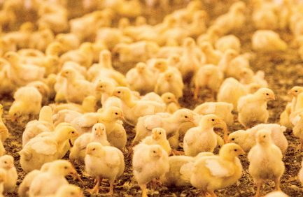 chicks