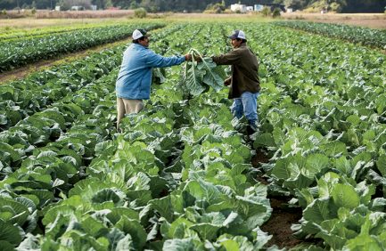 South Carolina Roadside Markets