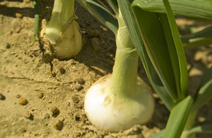 Georgia Vidalia Onions