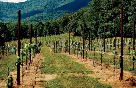 Georgia Wine