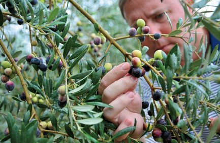 Georgia Olive Oil