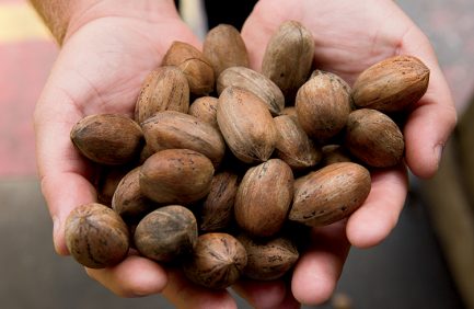 georgia pecan exports