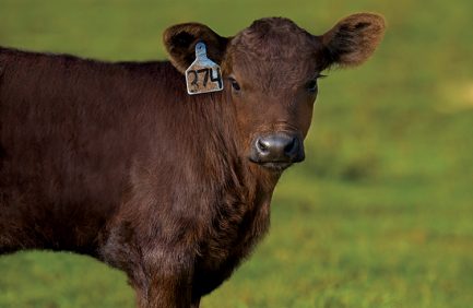 beef