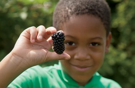 A child picks blackberries in McDonough, Georgia, Henry County.