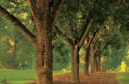 Texas pecan trees