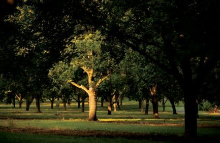 Pecan Tree in Georgia