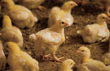 georgia poultry