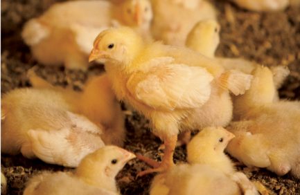 Georgia Poultry at Boone Farm in Jefferson