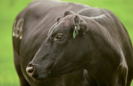 Alabama meat inspection