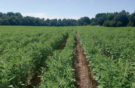 Sesame fields