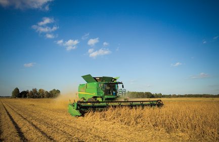 soybeans arkansas