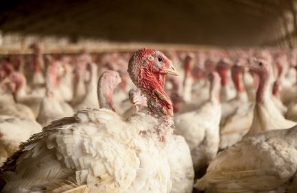 turkeys