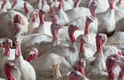 turkeys