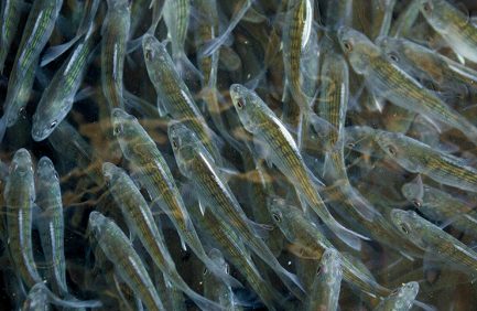 Arkansas Aquaculture