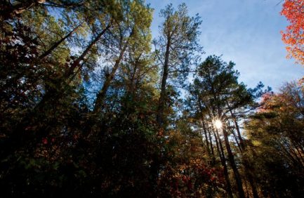 Arkansas Forests
