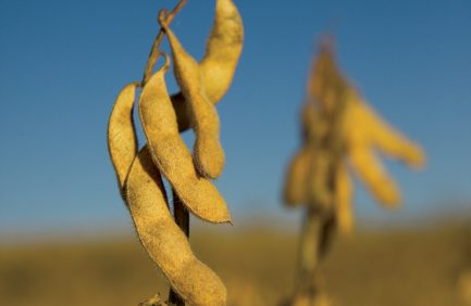NE Soybeans