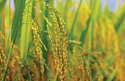 Mississippi Rice