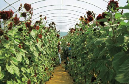 High Tunnels in Mississippi
