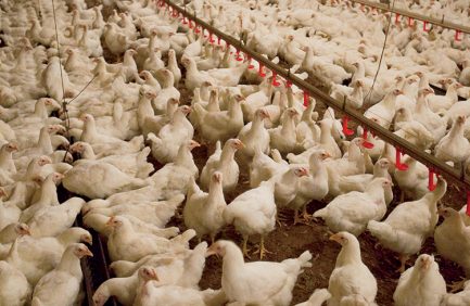 Poultry